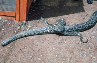 Photo by CPT Bob Dodge, snakes at the weather detachment Photo by CPT Bob Dodge, snakes at the weather detachment